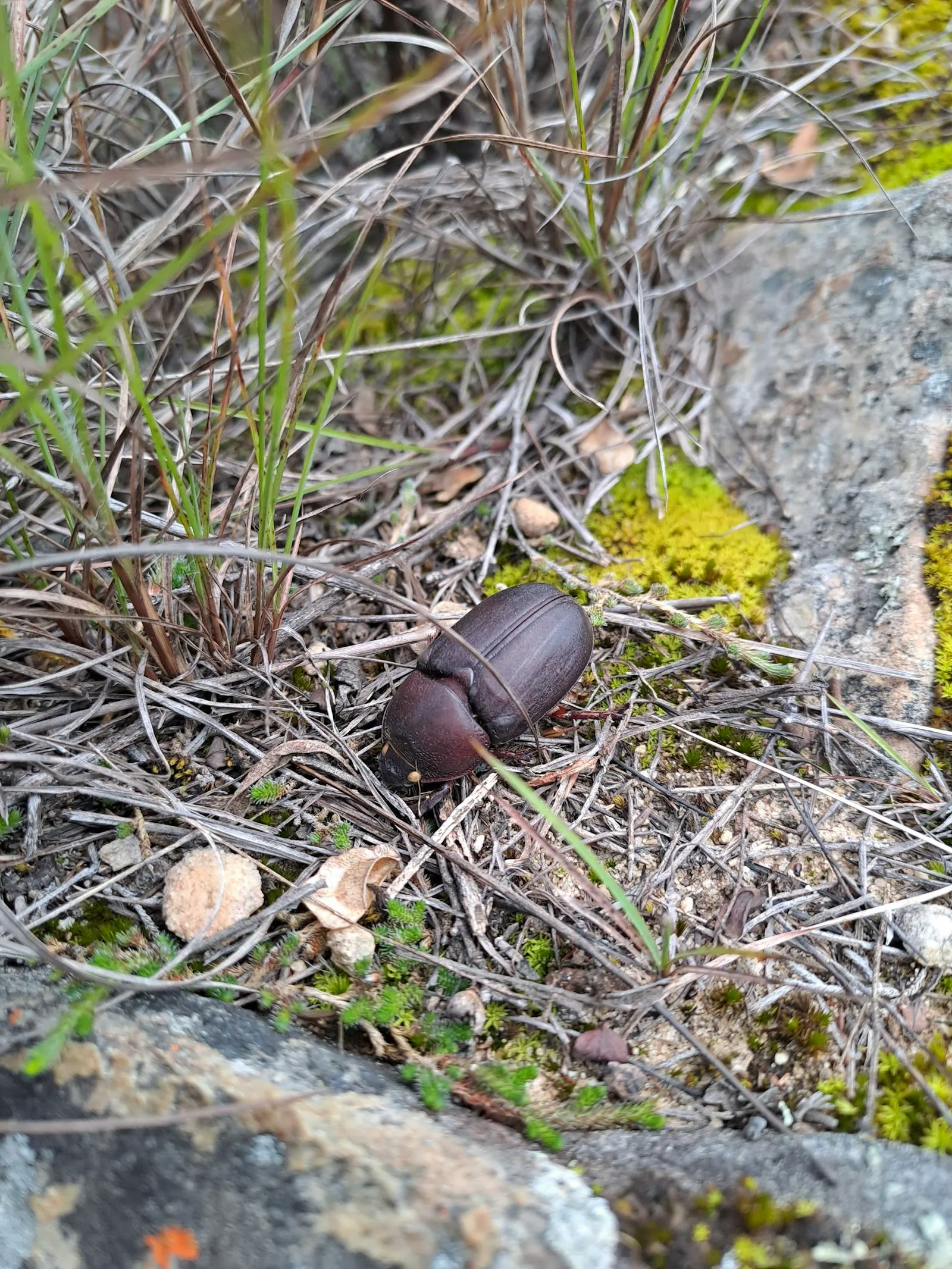 Gentofte - luftfoto
